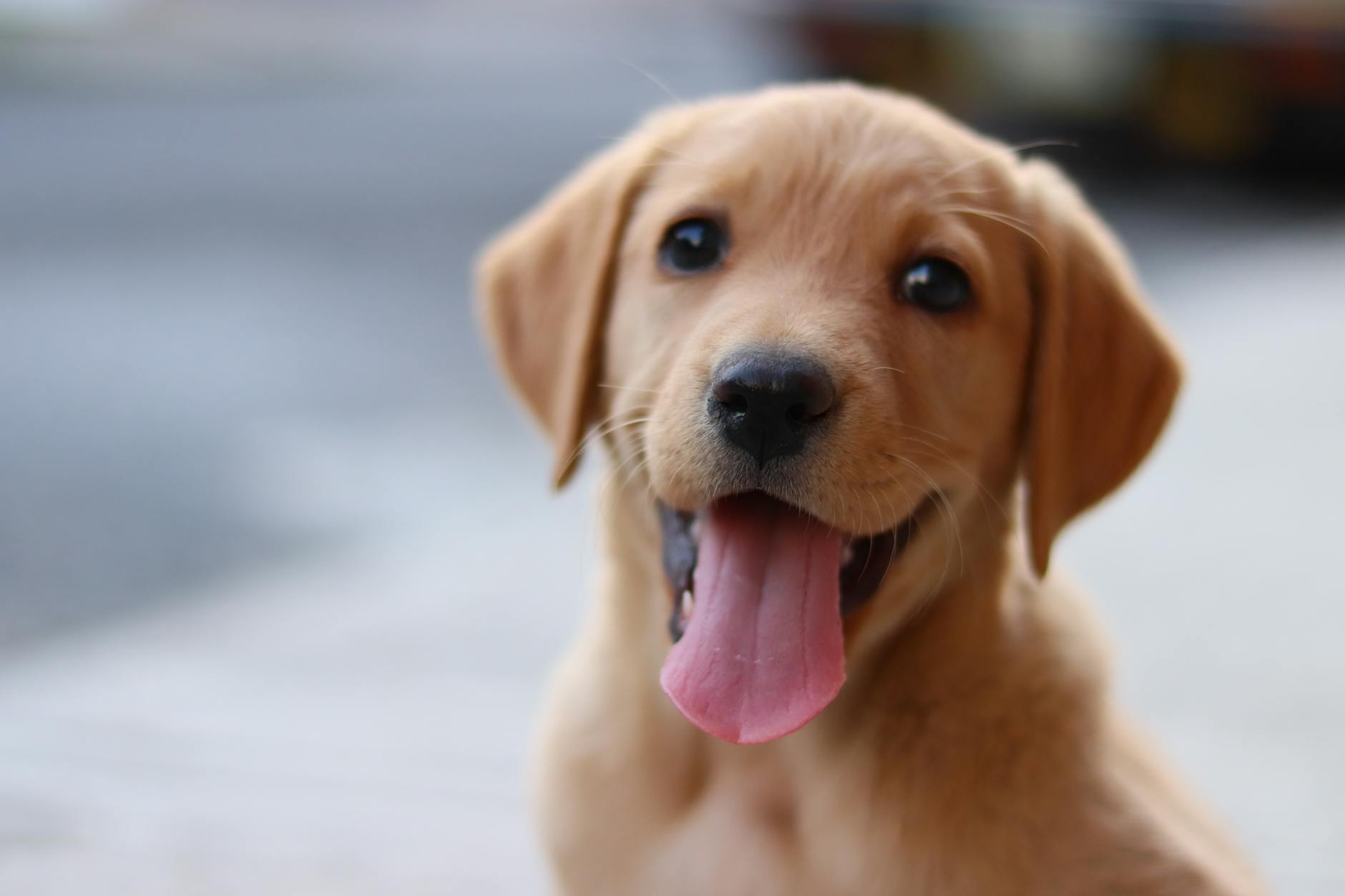 opened dogs muzzle