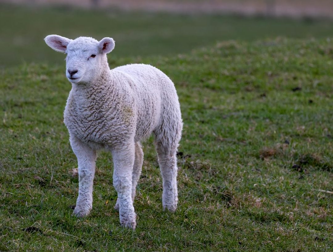 adorable lamb in green pasture landscape