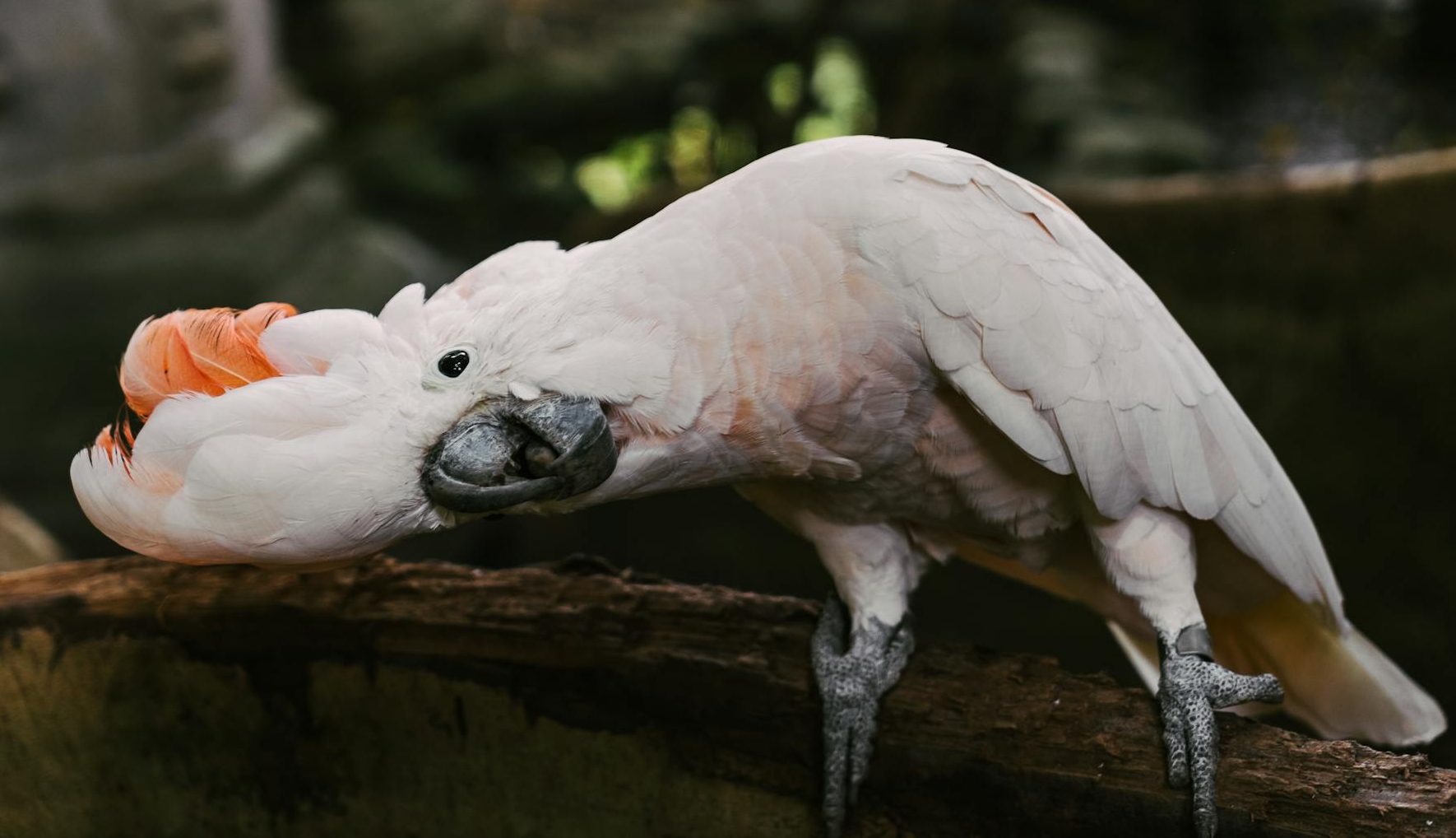white bird on brown tree branch