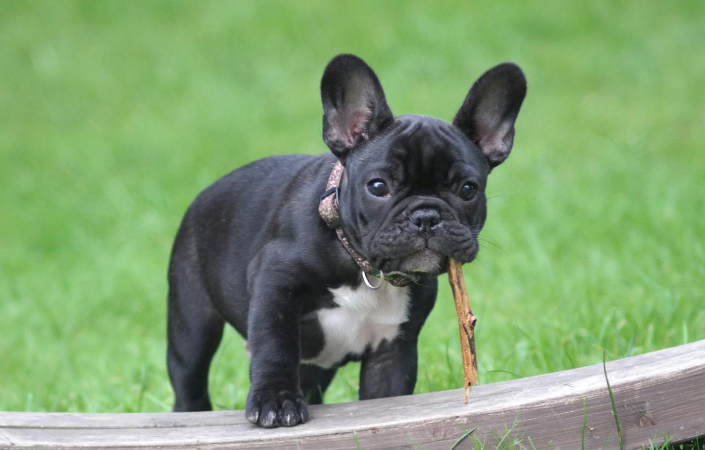 black and white french bulldog puppy stepping on brown wood board panel close up photography