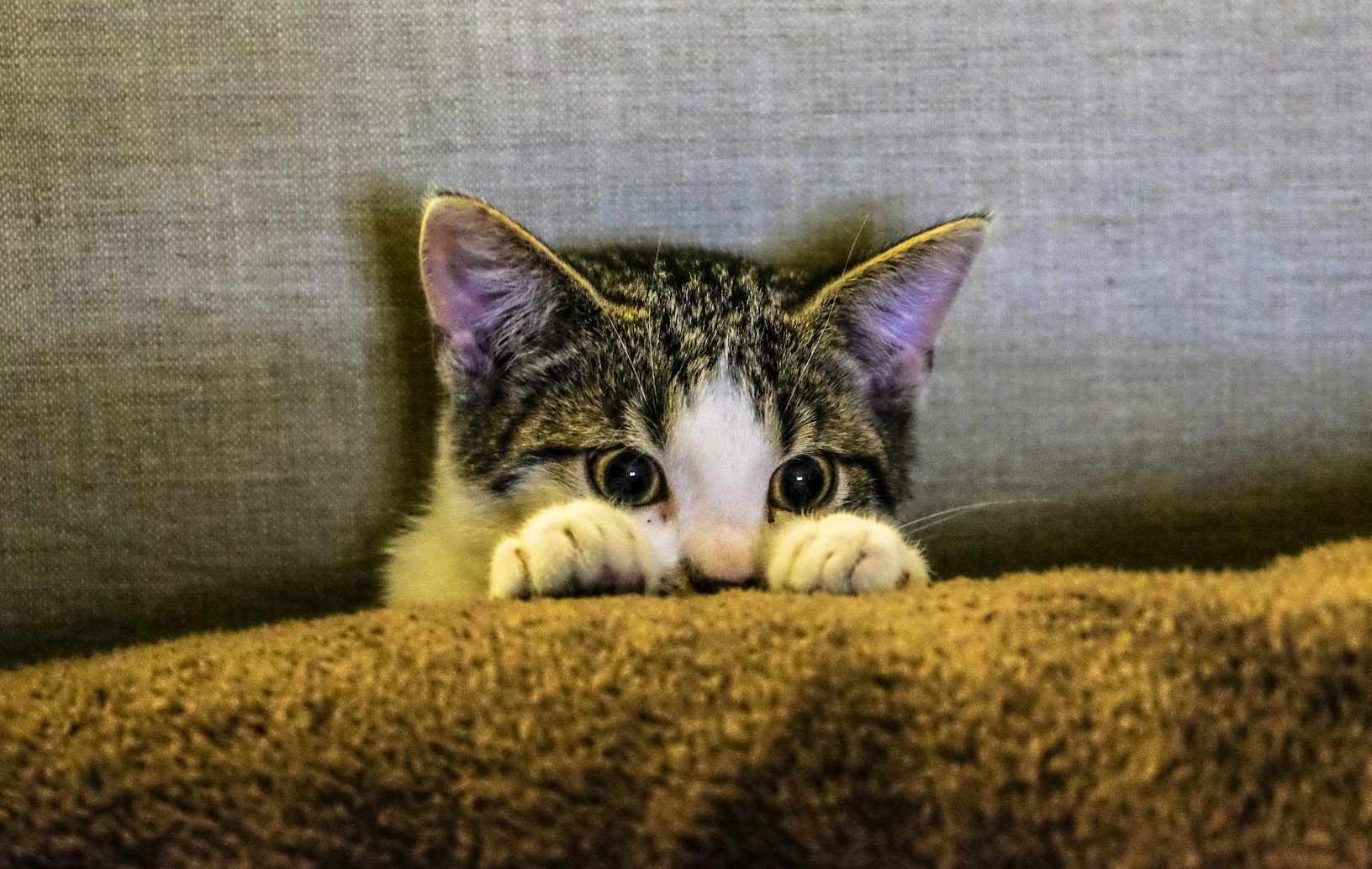 cute kitten hiding behind a pillow