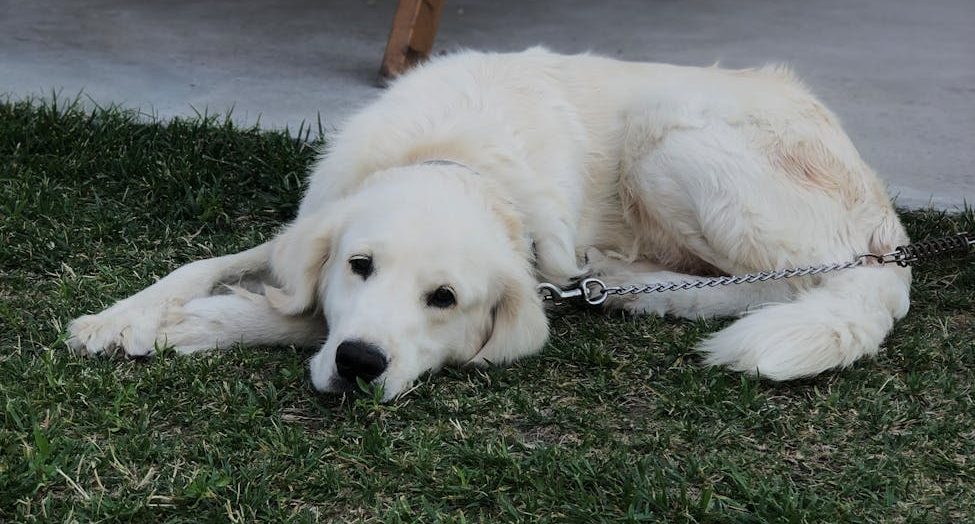 white long coated dog lying on green grass
