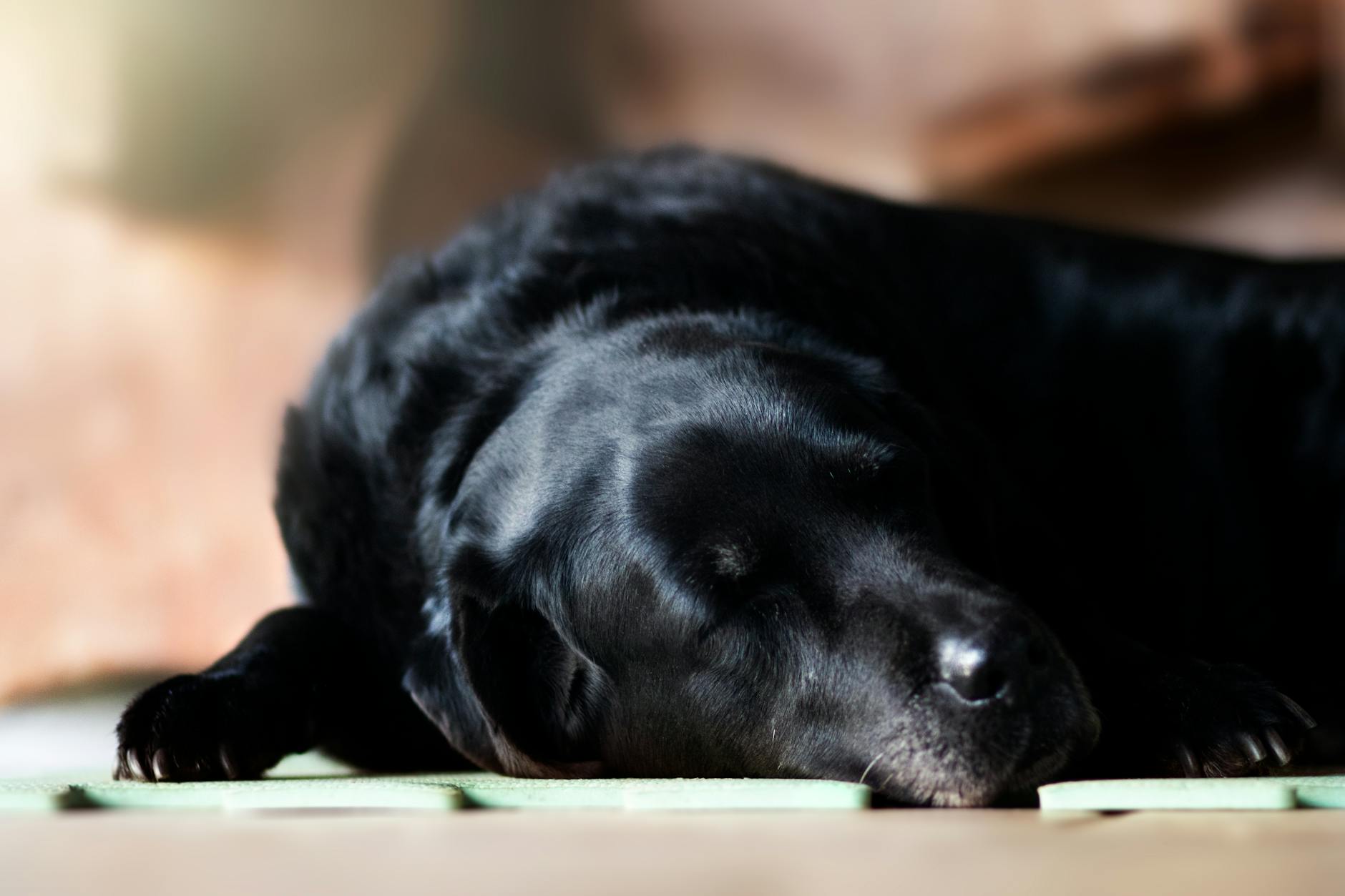 black dog sleeping on the floor