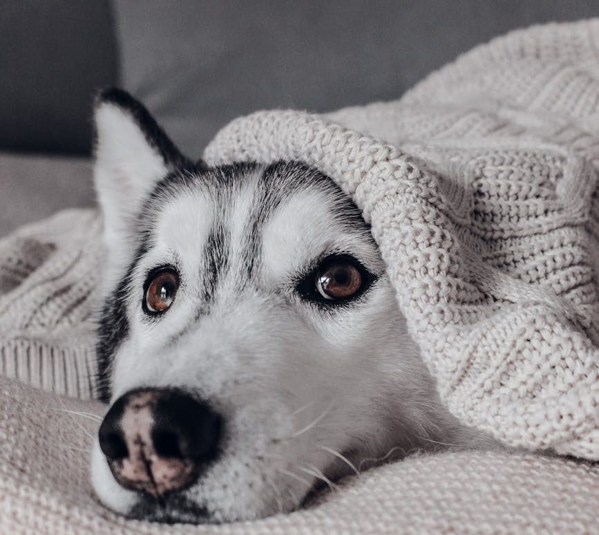 a husky dog laying on a blanket with a blanket over it