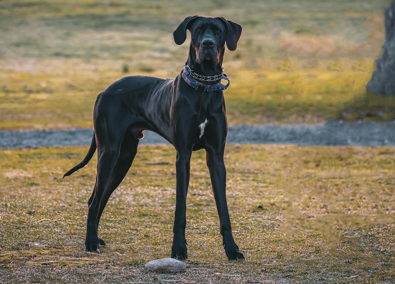 great dane standing near a tree
