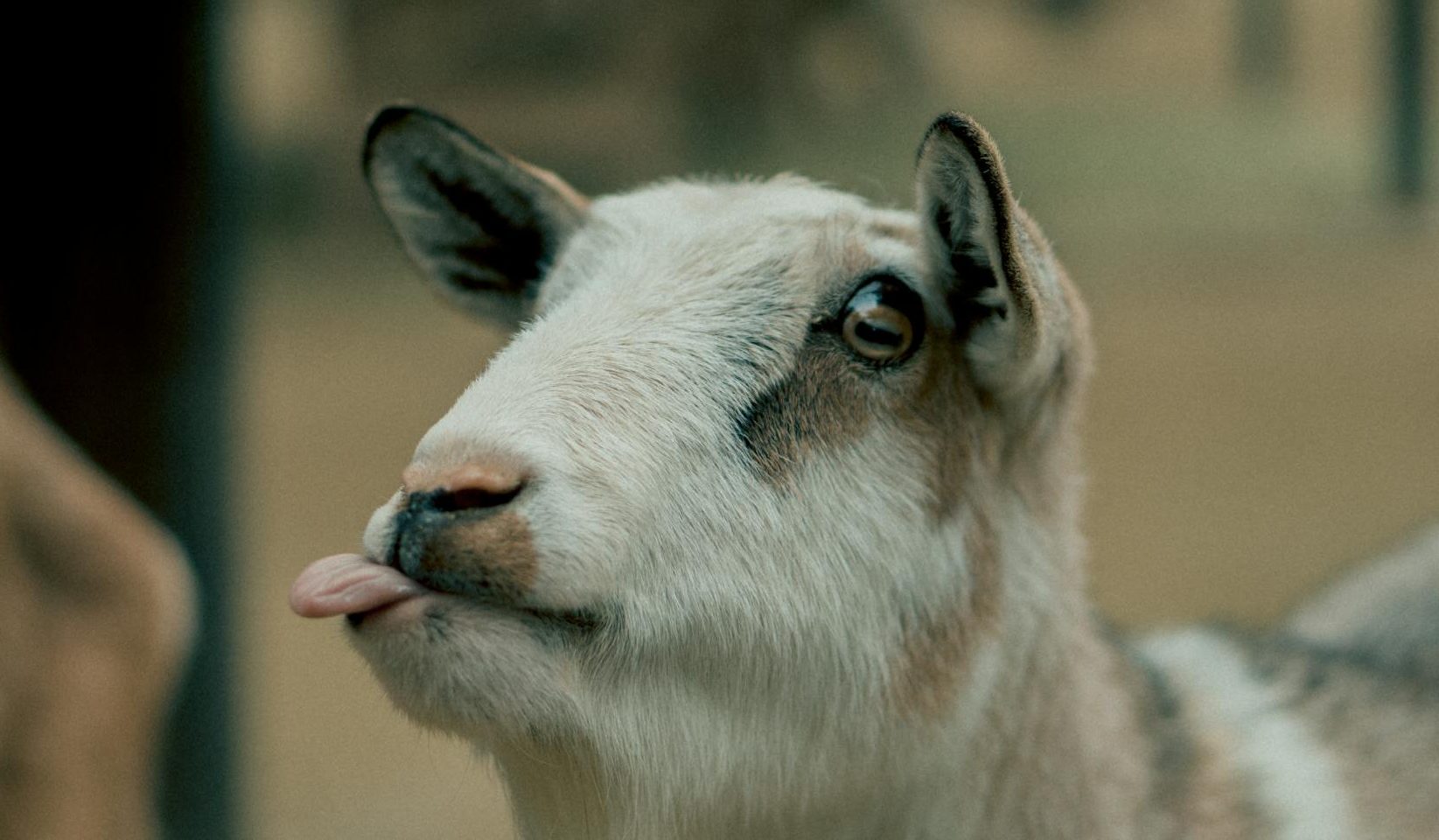selective focus beige and brown goat