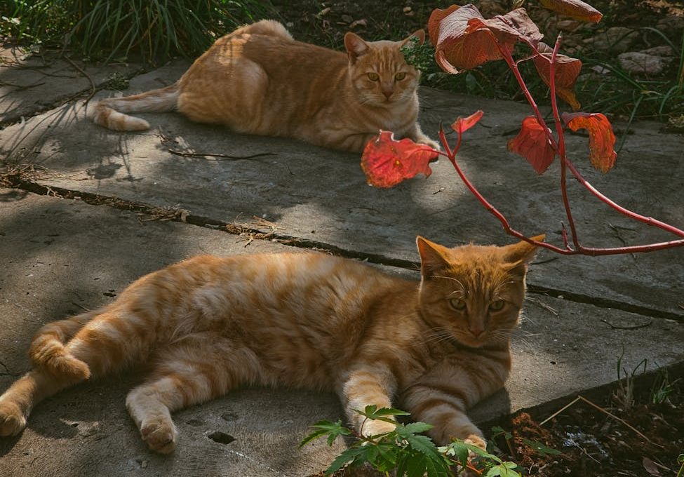 two cats lying on the ground