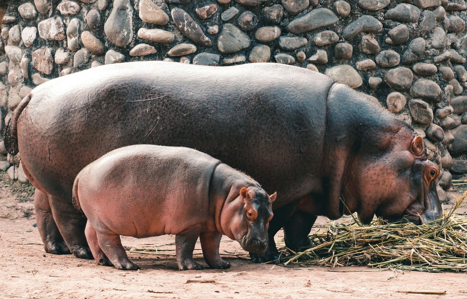 a mother and child hippopotamus in a zoo
