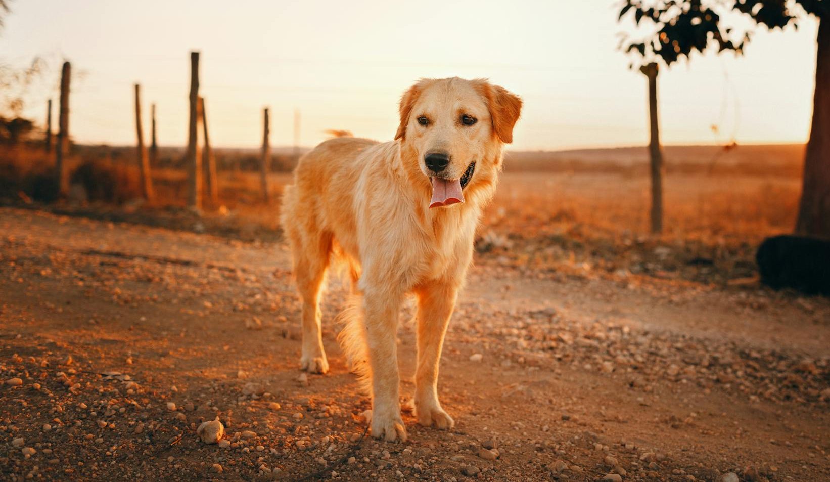 photo of golden retriever