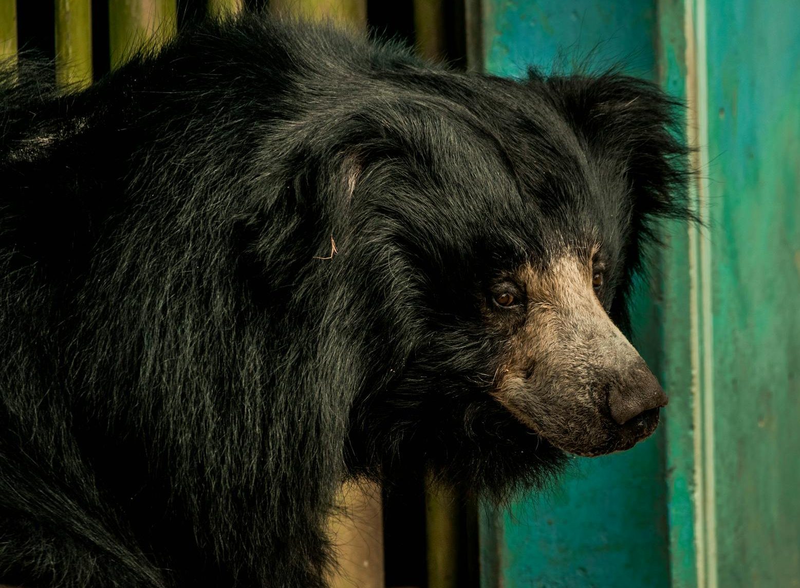 close up photo of black sloth bear