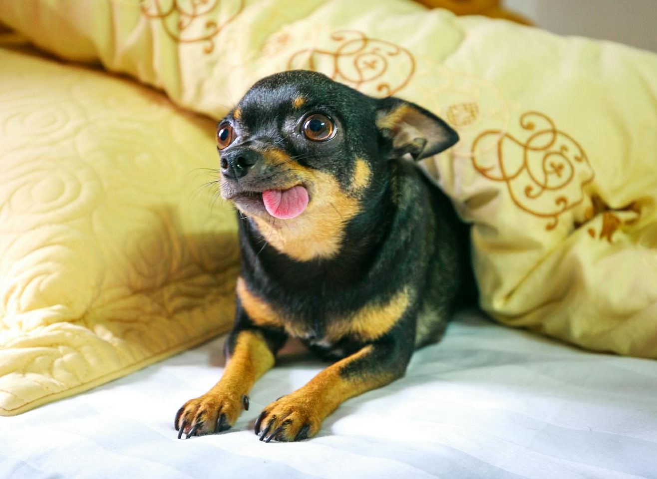 adult black and tan chihuahua on bed