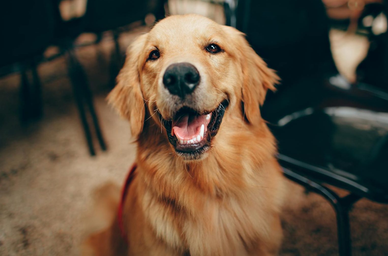short coated tan dog