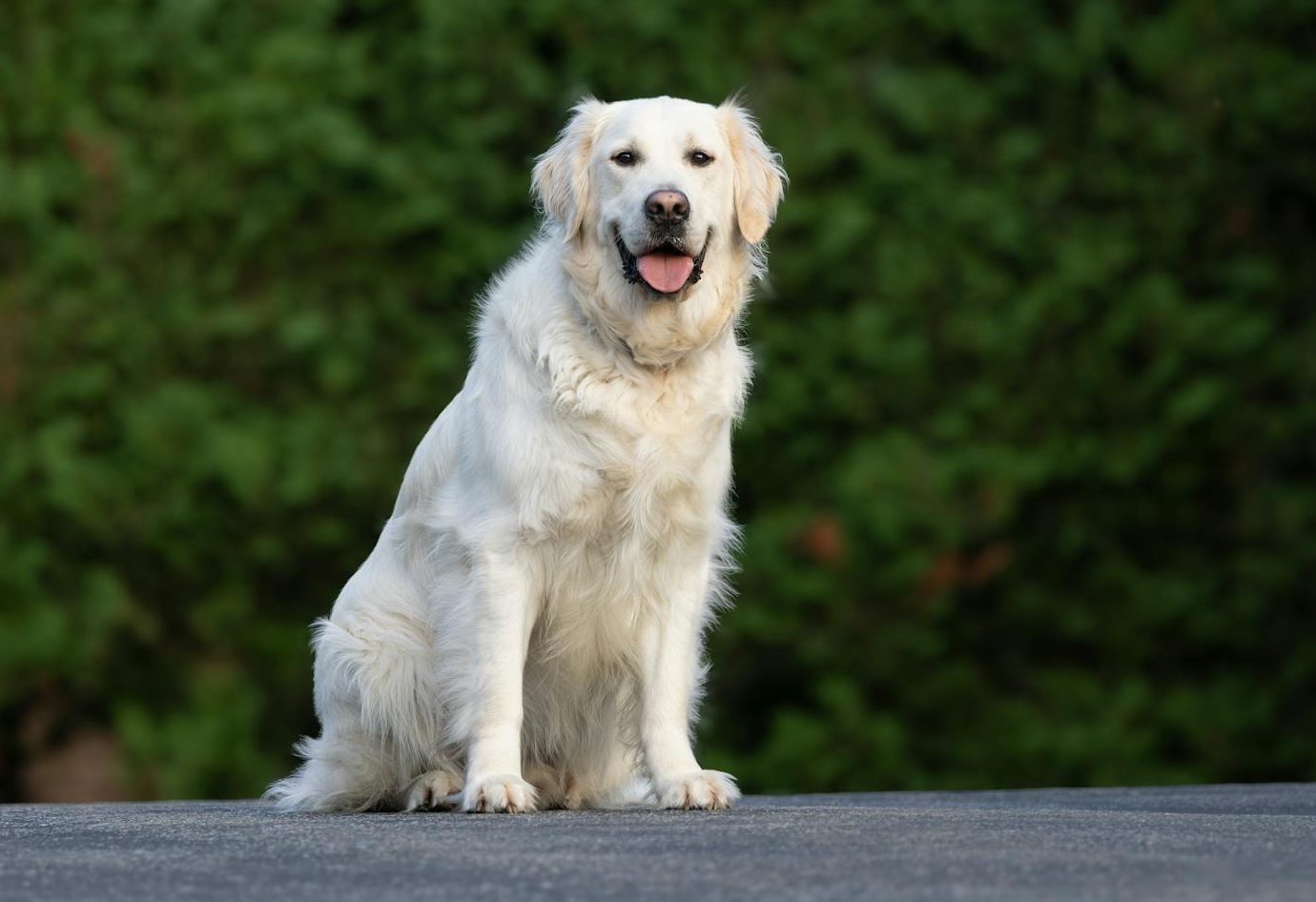 a white dog sitting on the ground in front of bushes
