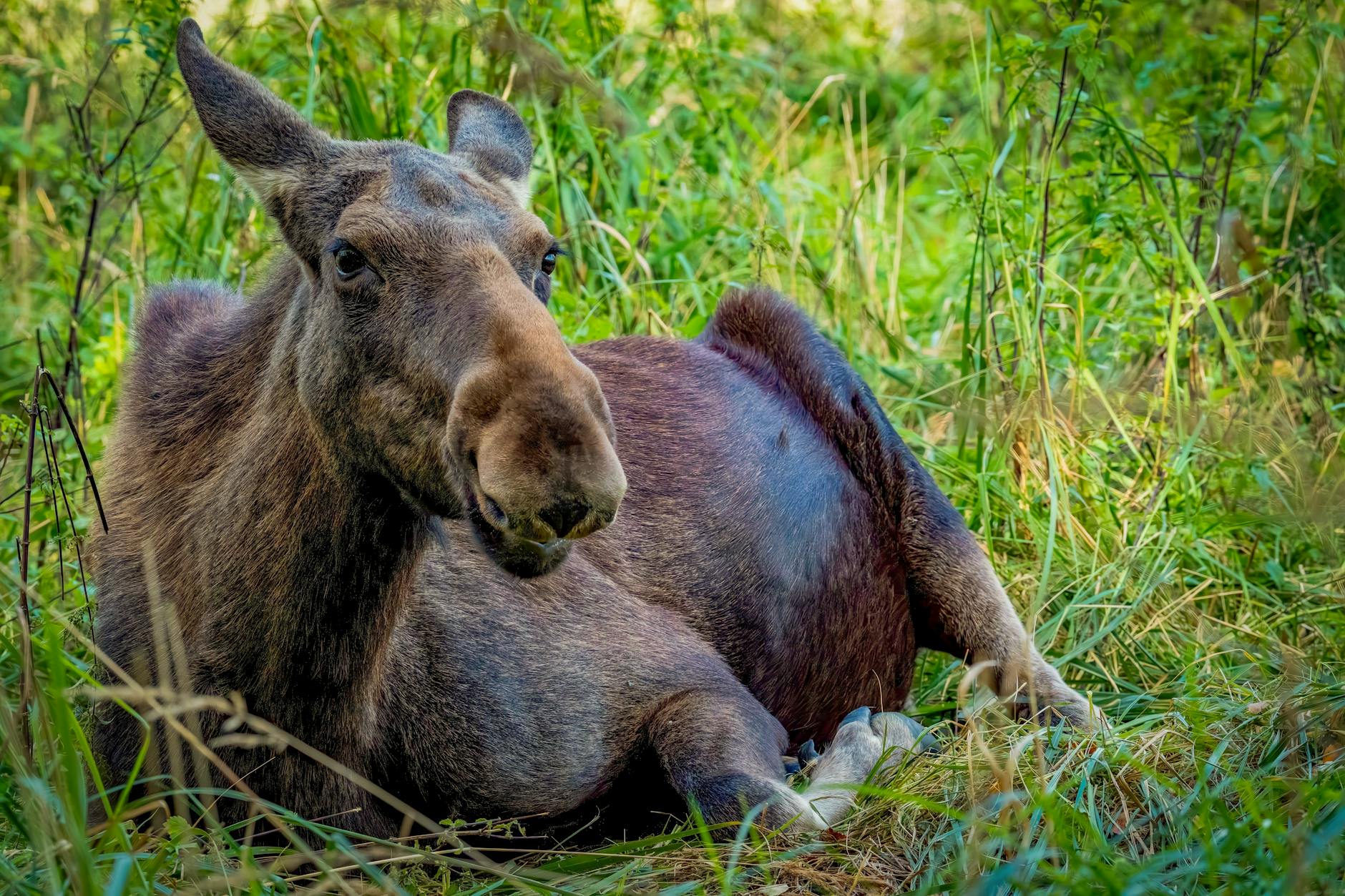 moose relaxing in lush forest