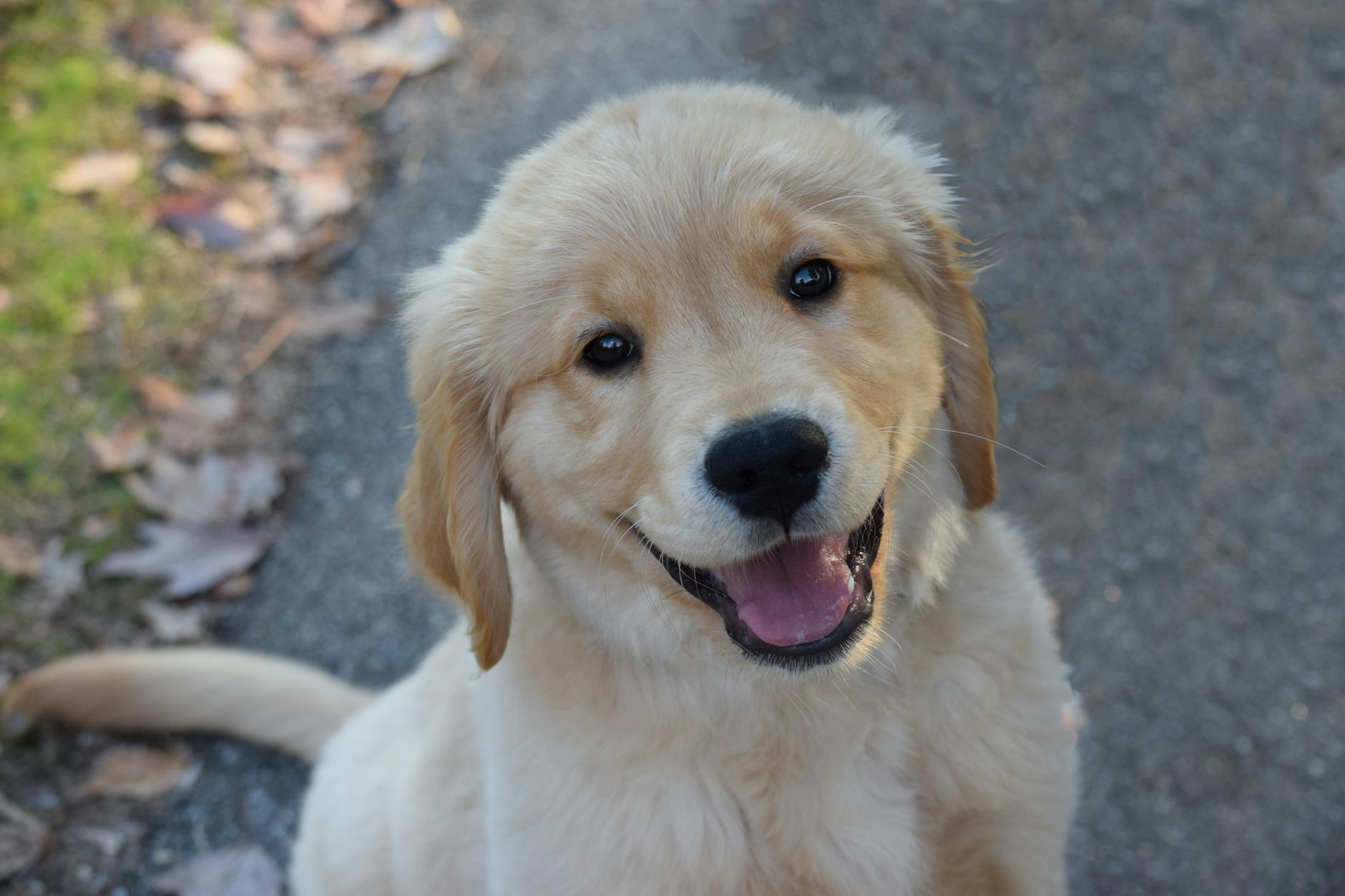 adorable golden retriever puppy outdoors
