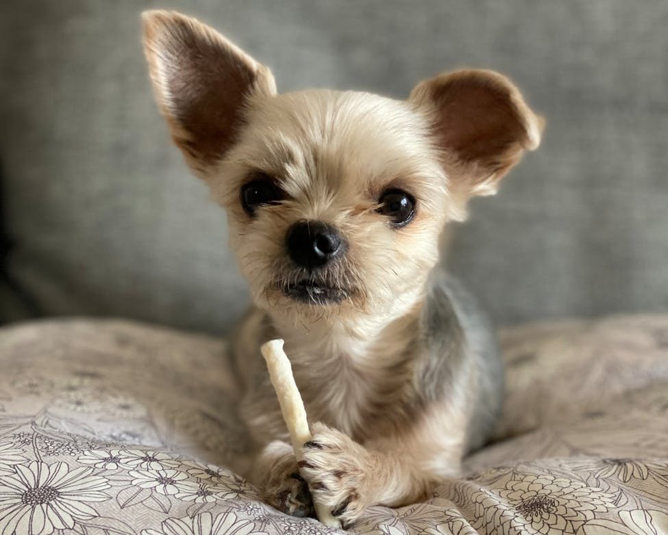yorkshire terrier puppy holding treat on sofa