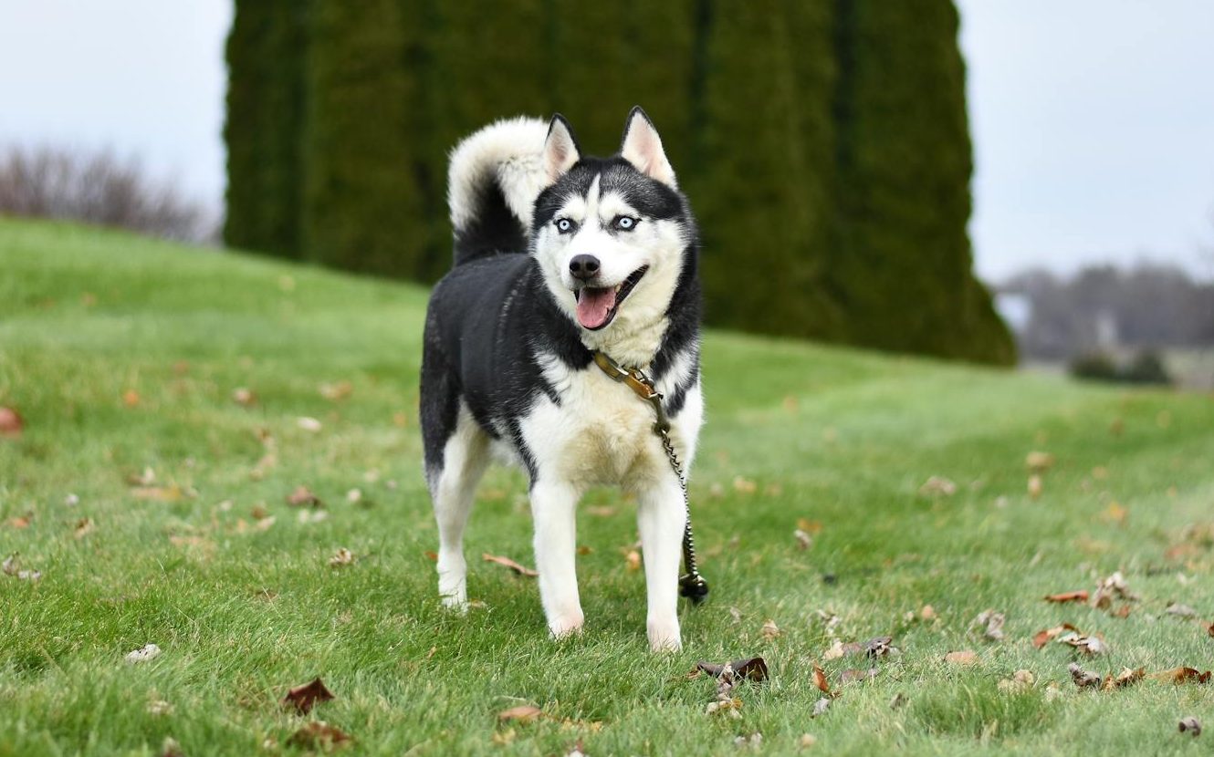 photo of siberian husky on grass field