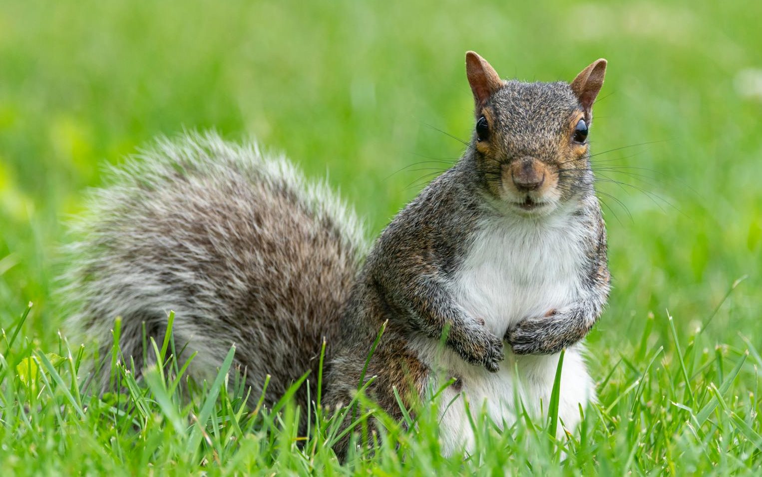 curious squirrel in green grass at canonsburg park