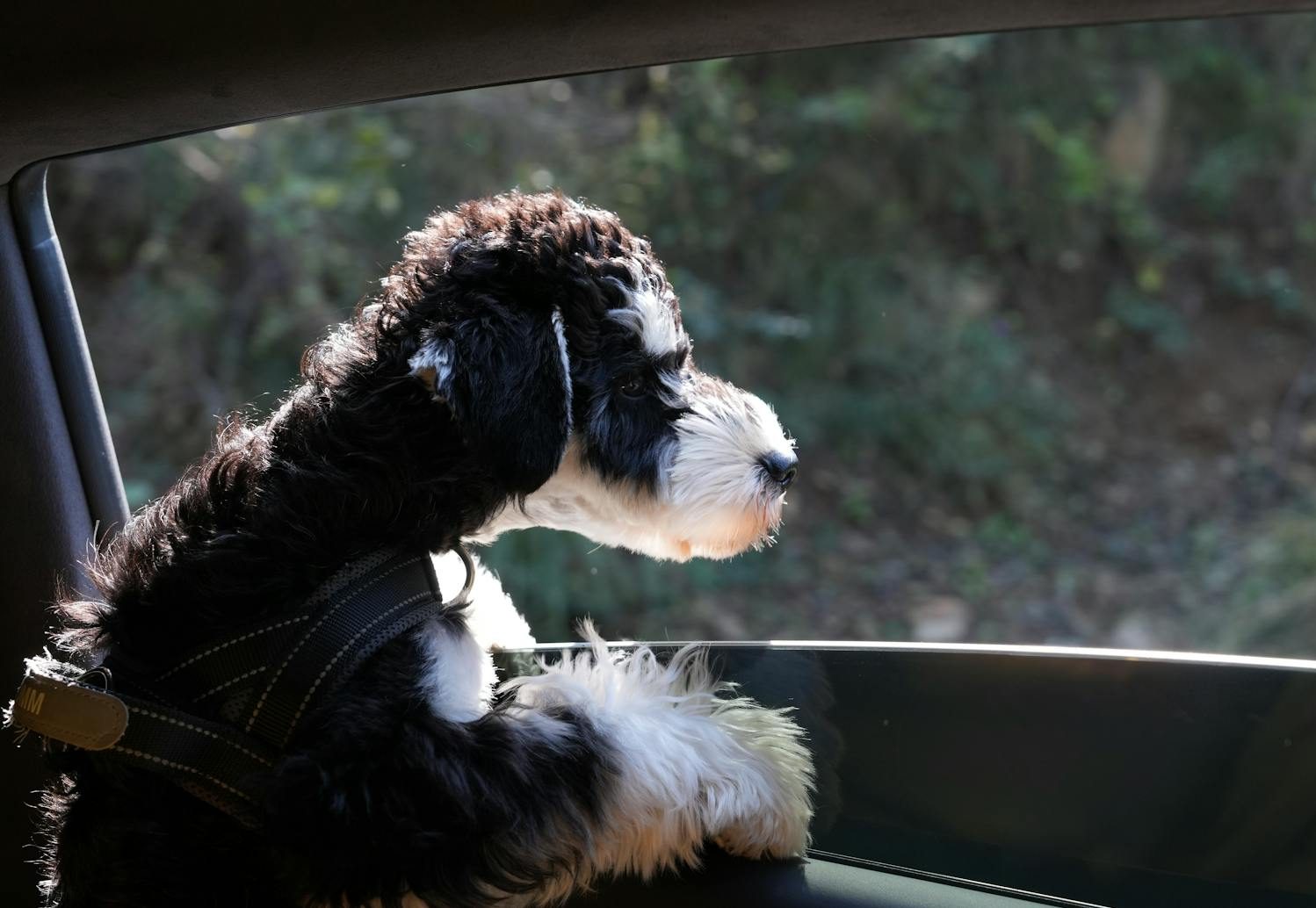adorable dog enjoying car ride outdoors