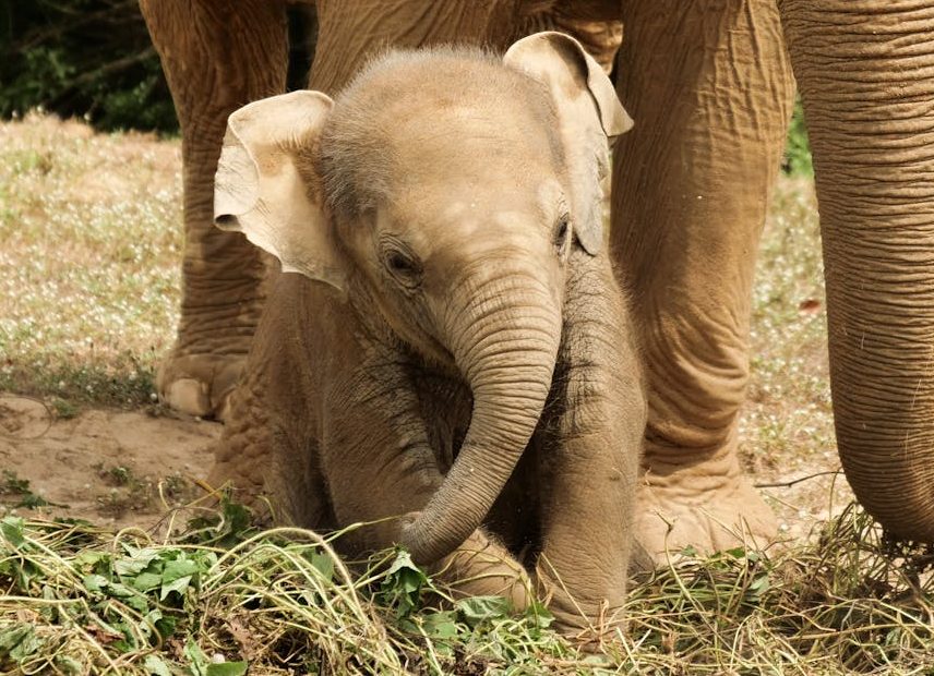 close up of elephant family