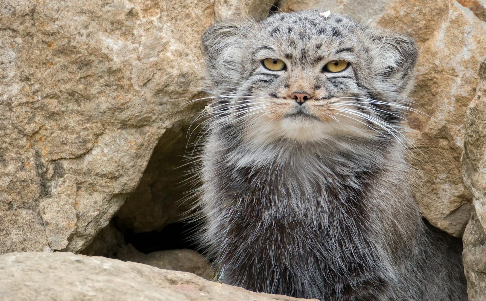 photo of a pallas s cat