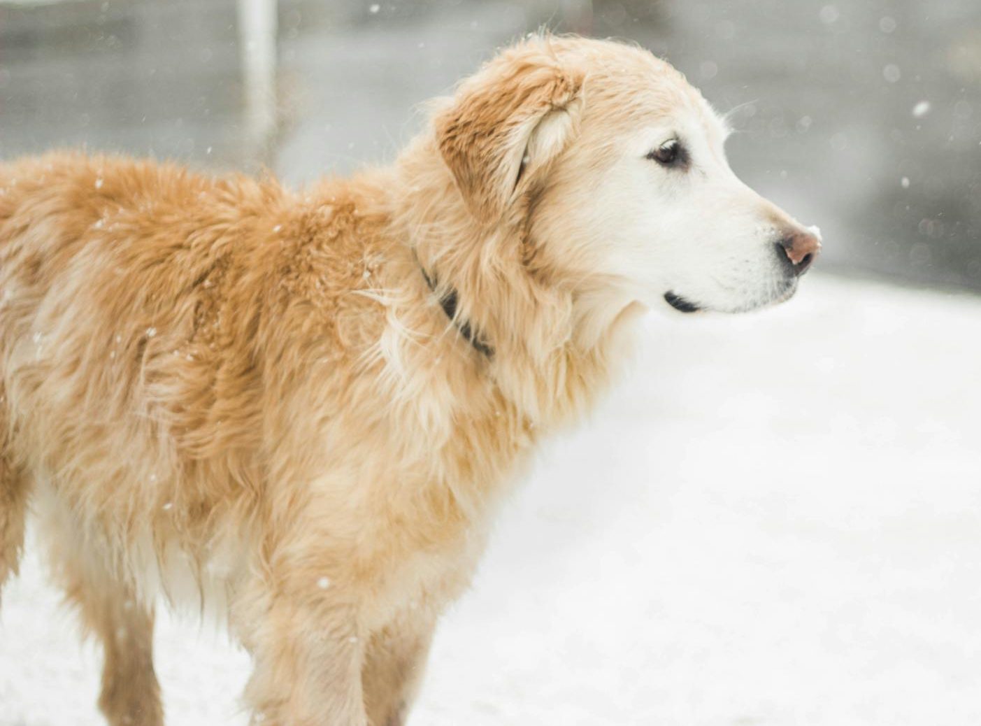 adult golden retriever on focus photo