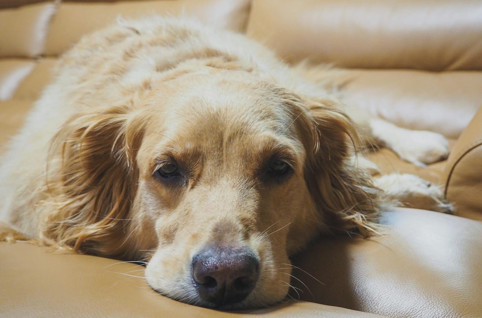tired cute purebred dog resting on comfortable sofa