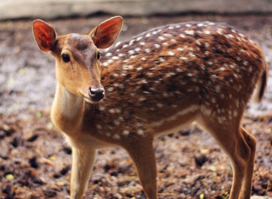brown and white spotted deer