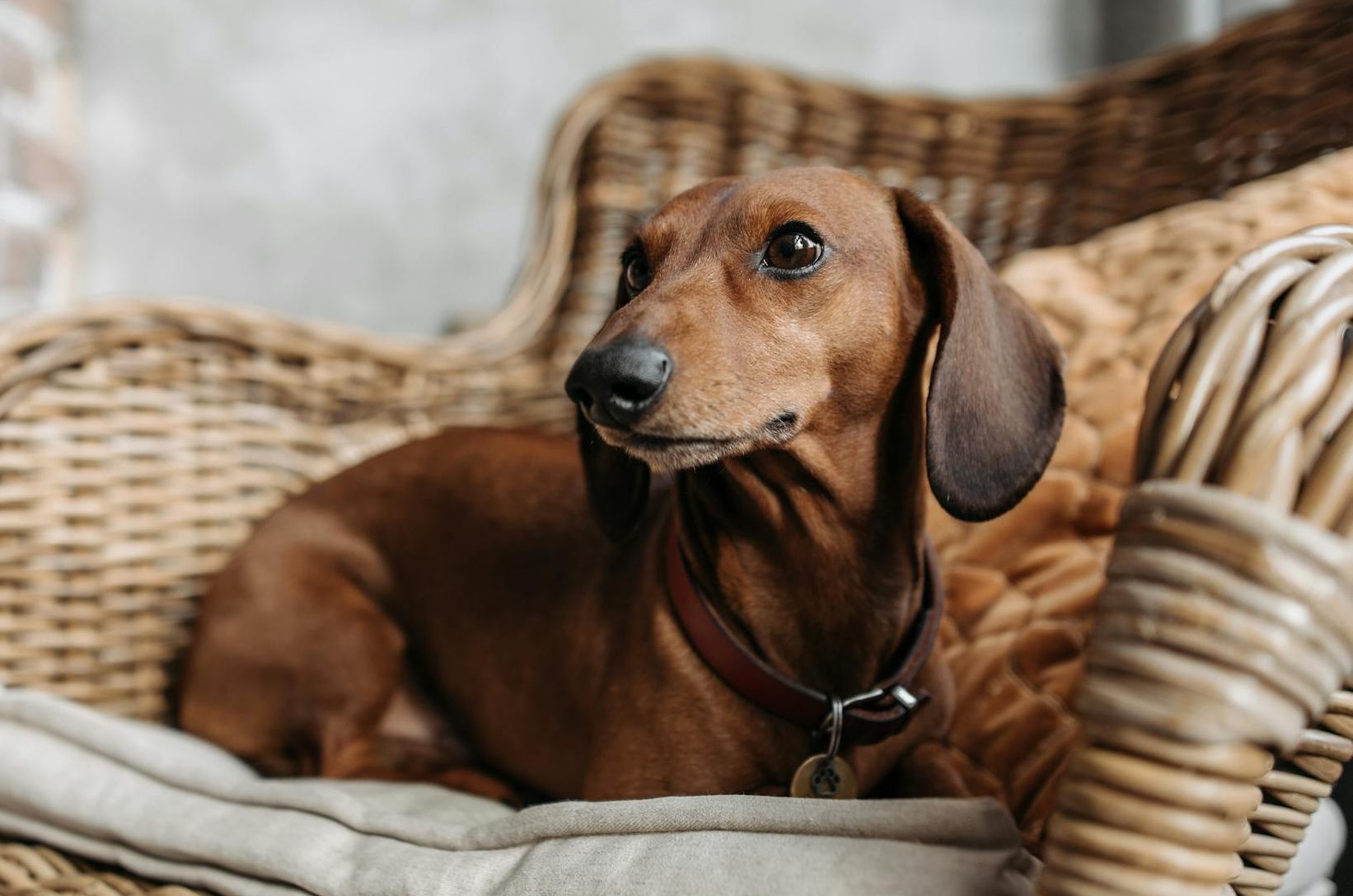 brown dog on the chair