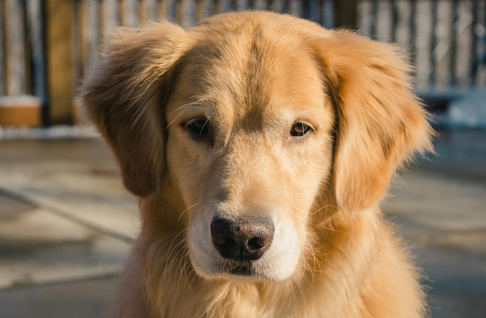 adult golden retriever close up photo