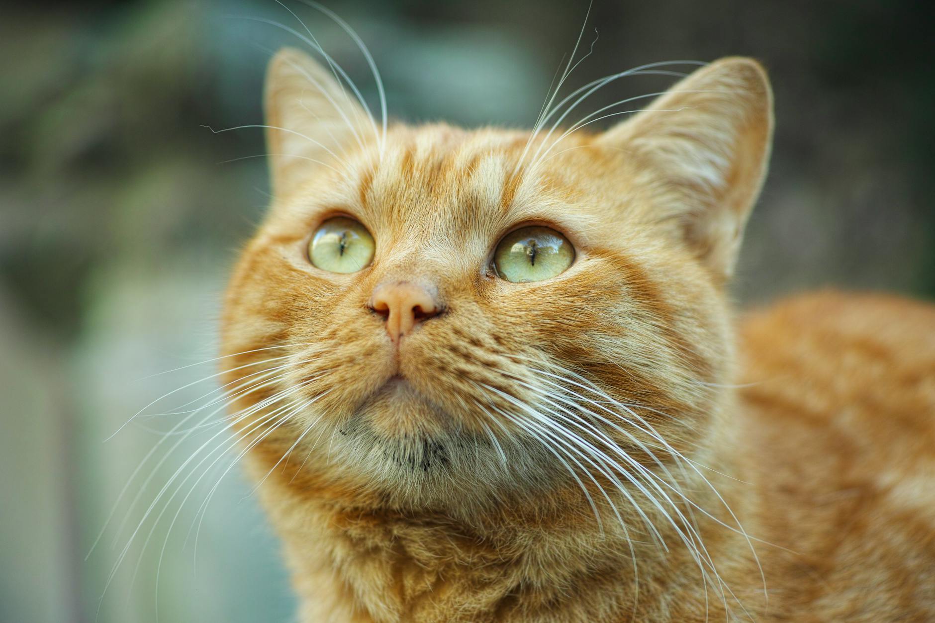 selective focus photography orange tabby cat looking up