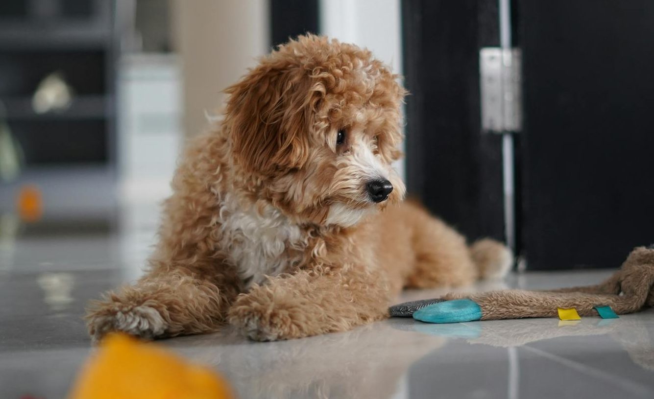 dog lying down on floor
