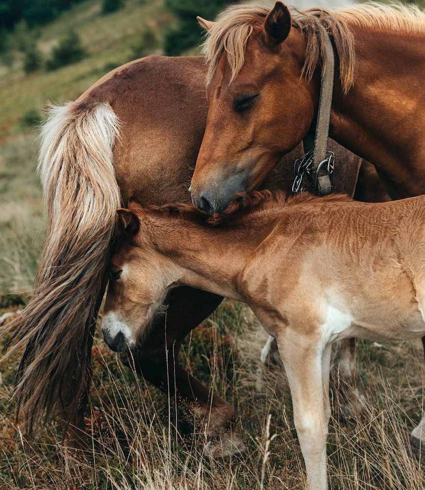 a family of horses in the carpathian mountains