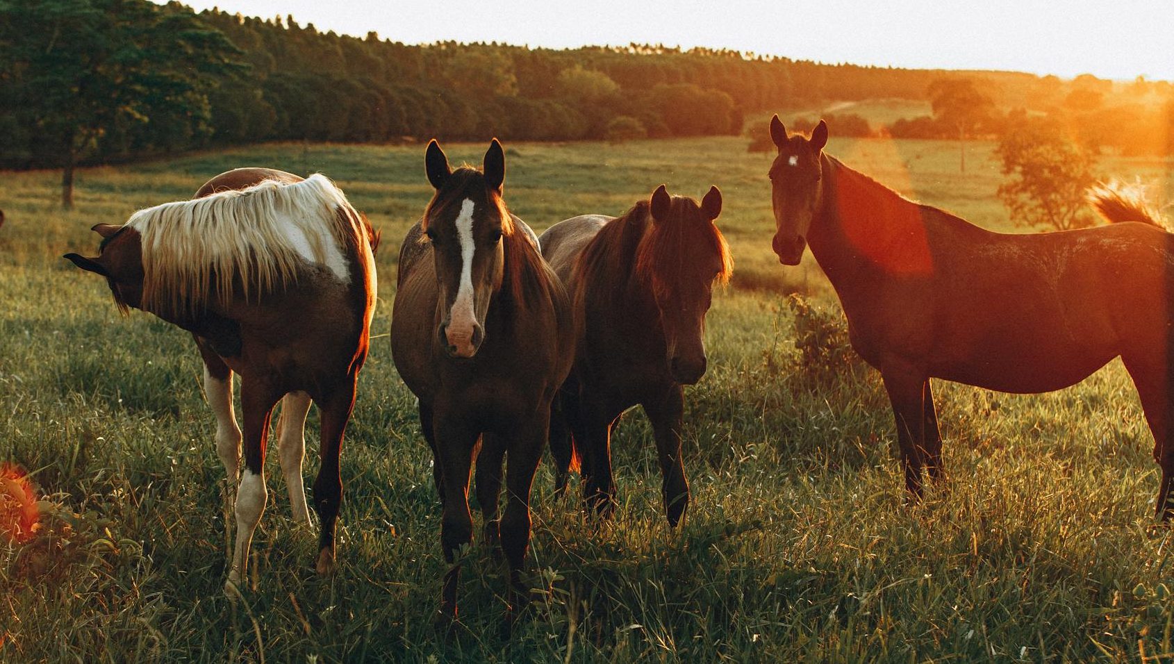 photo of horses grazing in grass field