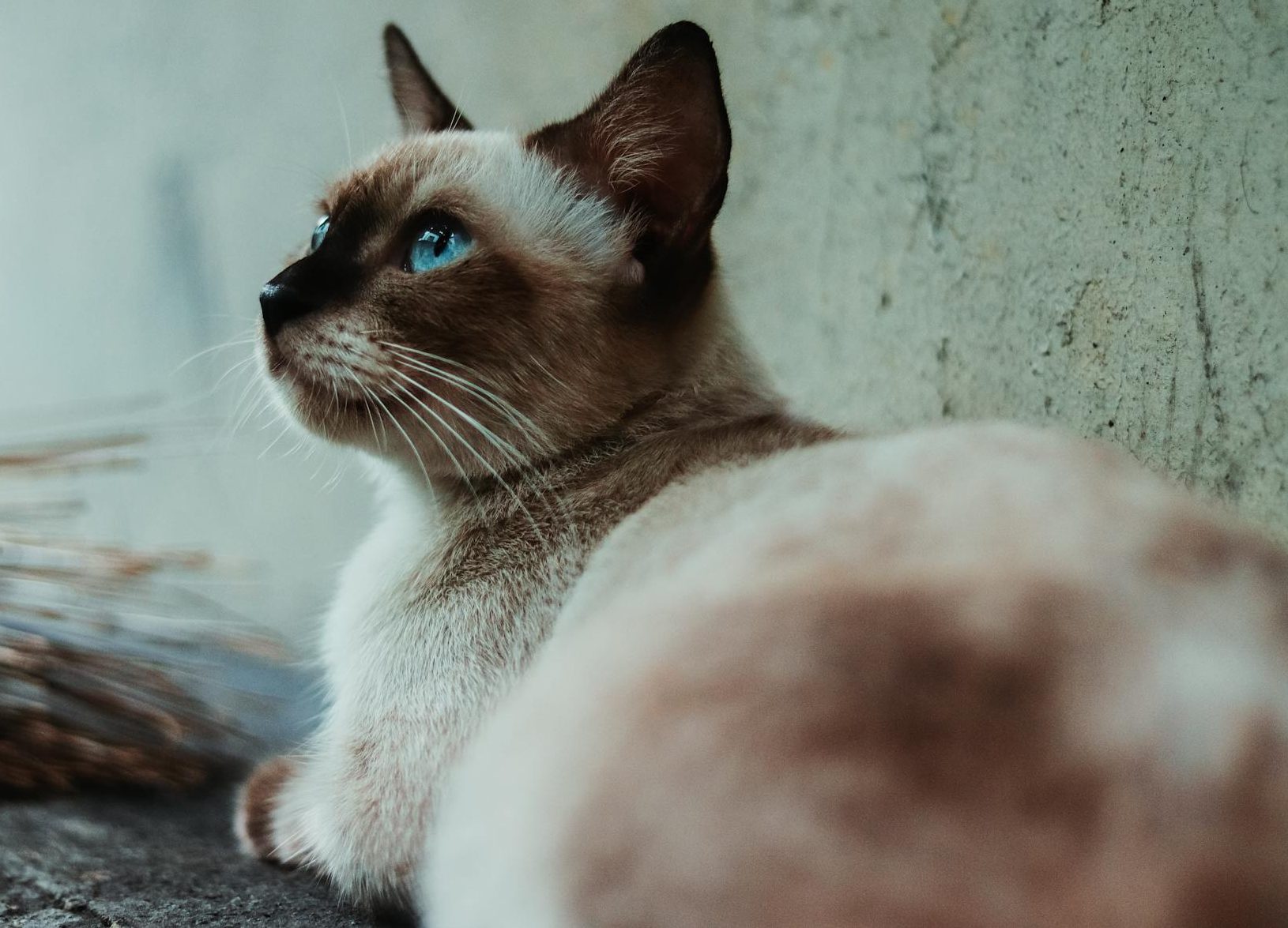 brown and white siamese cat beside gray wall