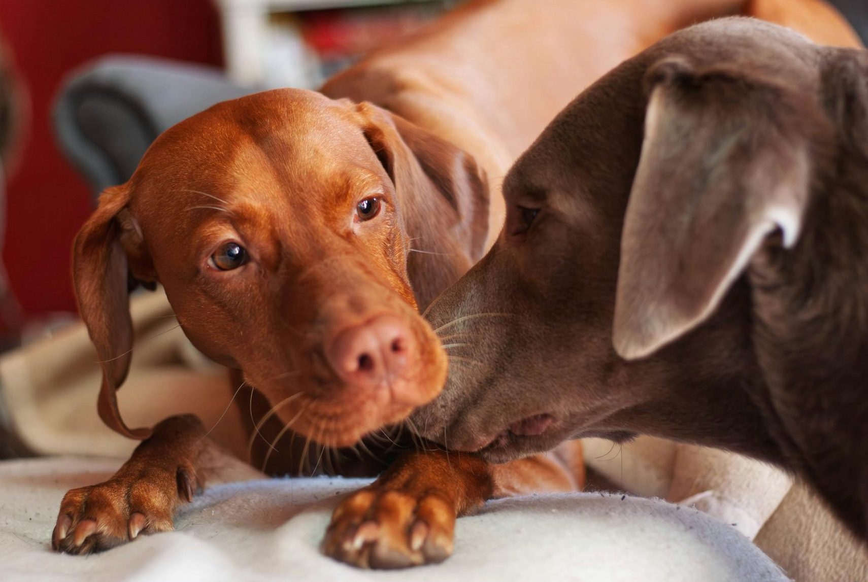 two dogs relaxing indoors on a sofa