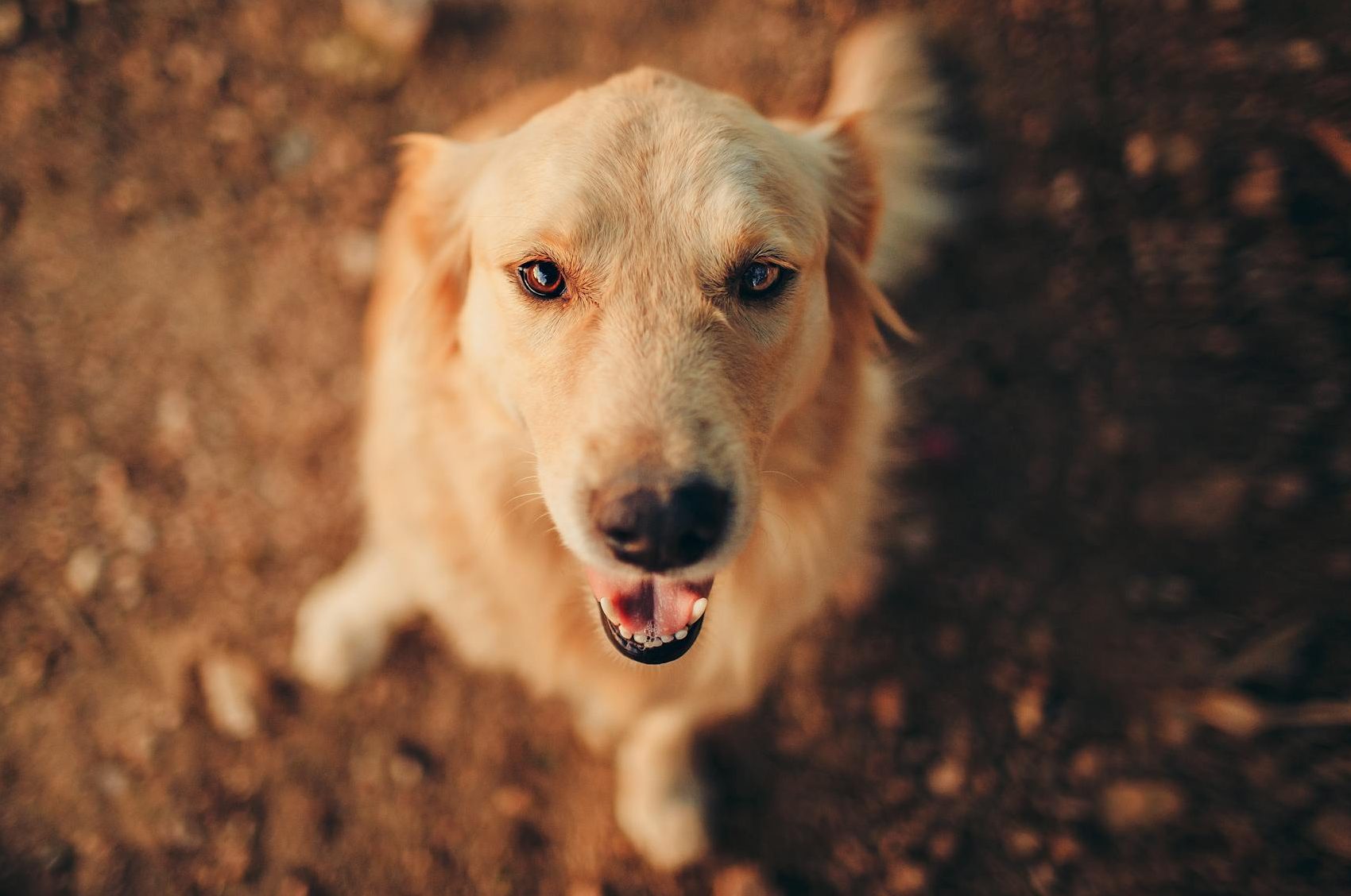 long coated brown dog