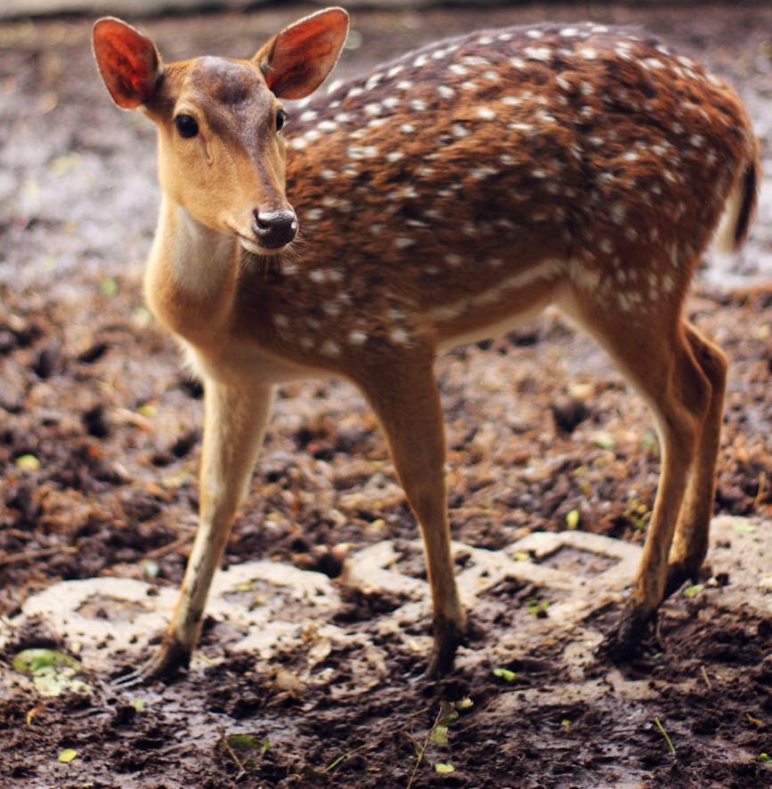 brown and white spotted deer
