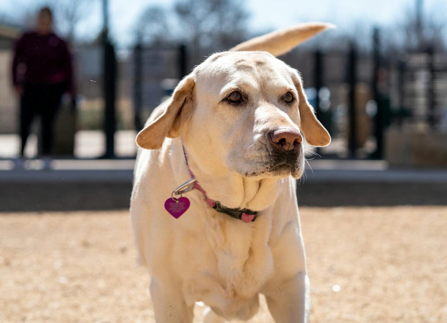 a labrador retriever face