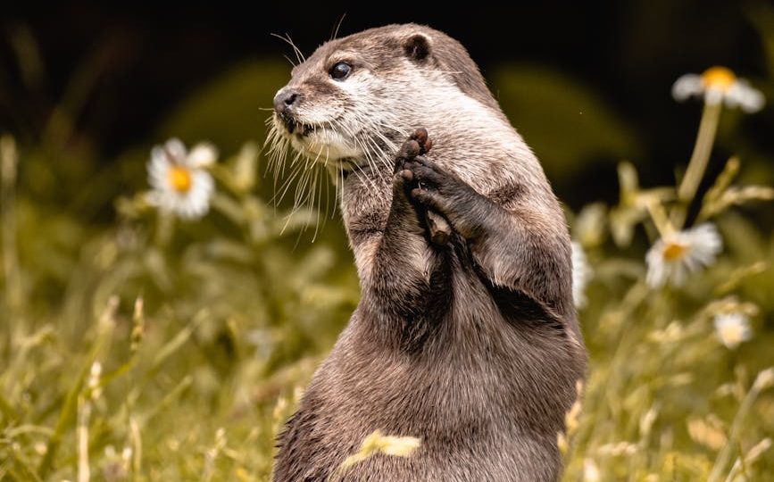 close up photo of otter on grass