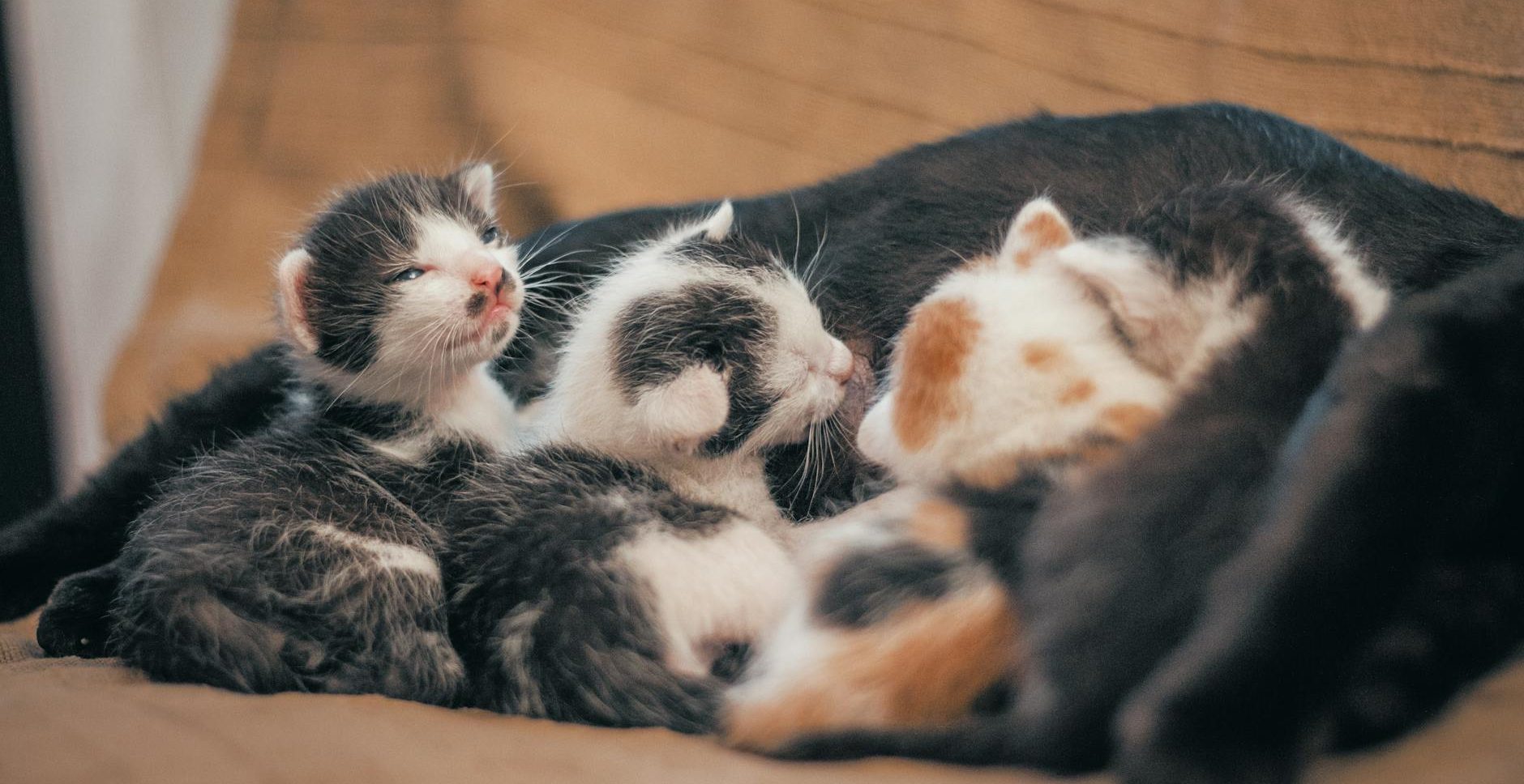 three newborn kittens