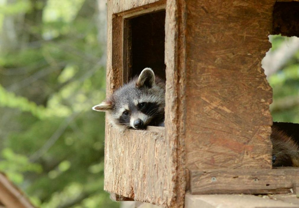 raccoon resting in a wooden birdhouse in austria