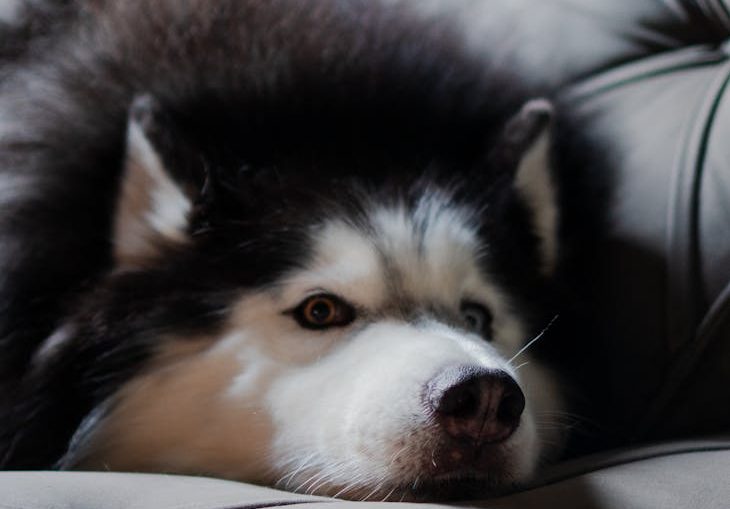 relaxing alaskan malamute on a cozy sofa