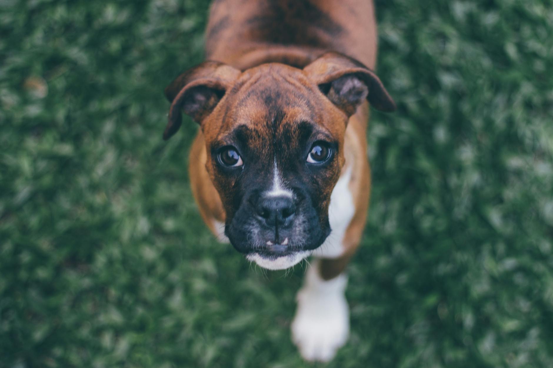 shallow focus photography of brindle boxer puppy