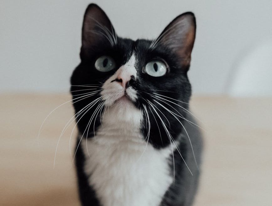 portrait of a black and white cat