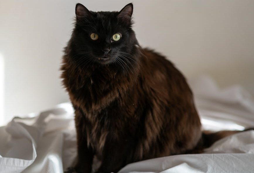 black cat on bed