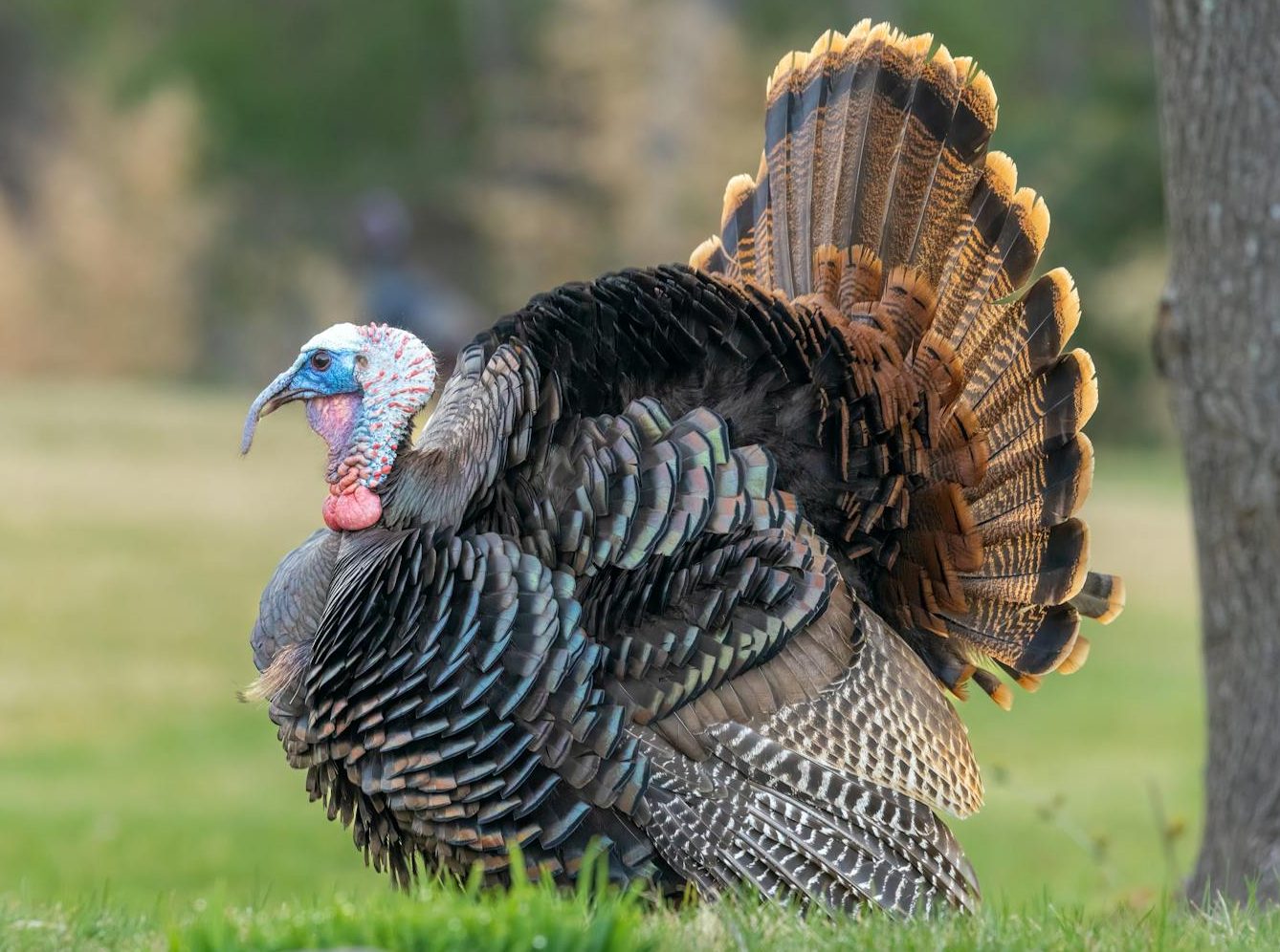 close up of a turkey walking on a meadow