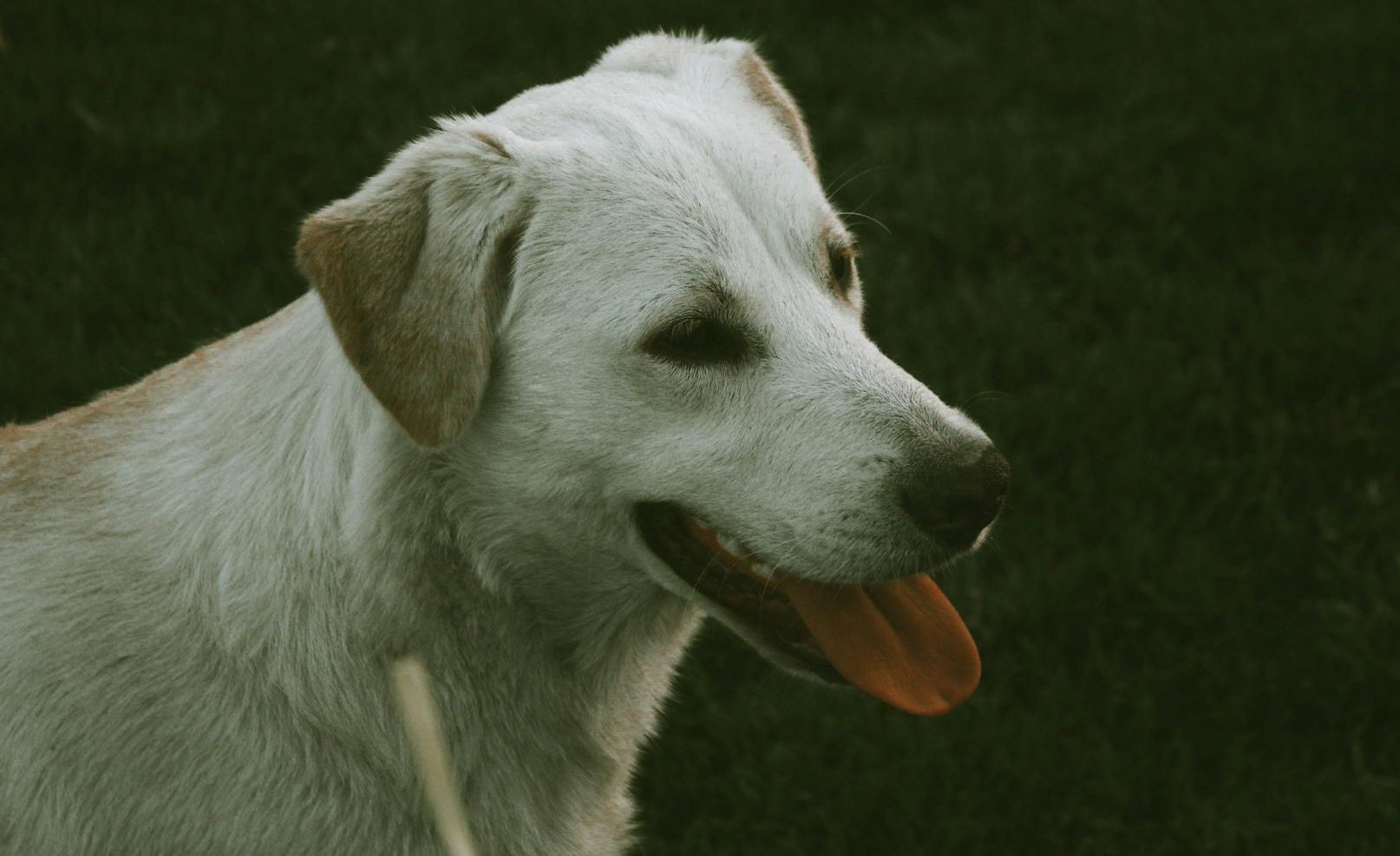 portrait of a white labrador retriever