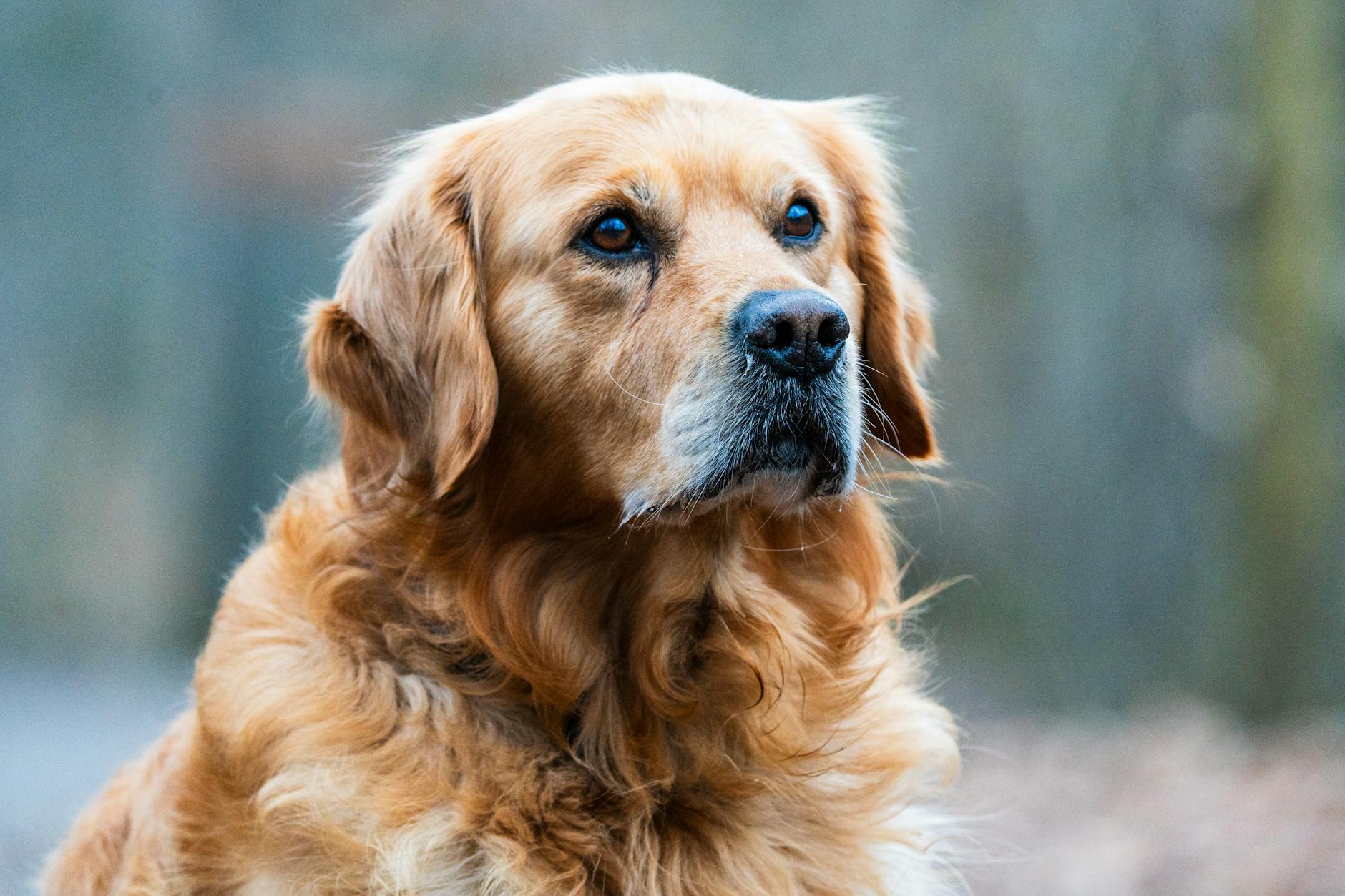 golden retriever portrait in natural light
