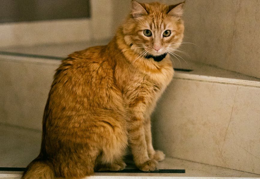 majestic ginger cat sitting on indoor stairs
